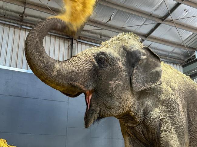 Burma the Elephant settles in to her new home at Monarto Safari Park  . Picture: ZoosSA