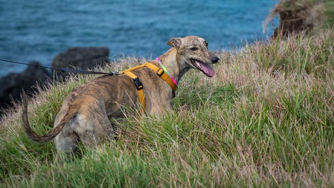 Mochi enjoying the view. Picture: Amanda Robbemond