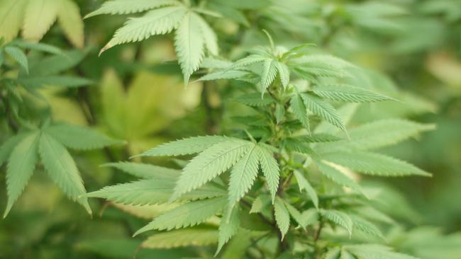 A joint police and Australian Border Force operation has allegedly uncovered a hydroponic marijuana set-up at Walkerston.