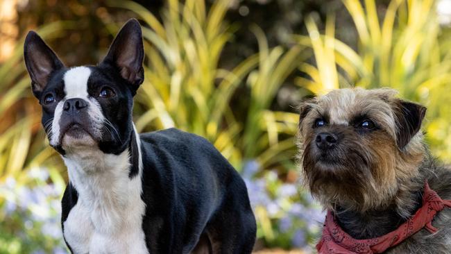 Scene from the movie STRAYS, directed by Josh Greenbaum (from left) Bug (Jamie Foxx) and Reggie (Will Ferrell)