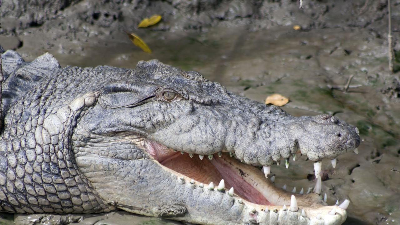 A man was attacked by a crocodile in remote North Queensland.