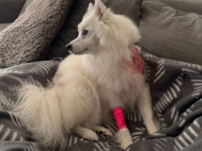 Michelle Frith's dog Bella was attacked on the beach at Rose Bay