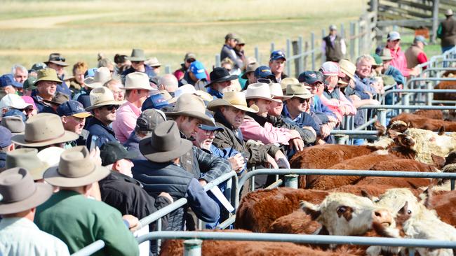 The first of Victoria’s famed high country calf sales underway at Hinnomunjie today. Picture: Zoe Phillips