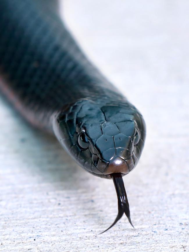 Red-bellied black snake. Picture: AAP