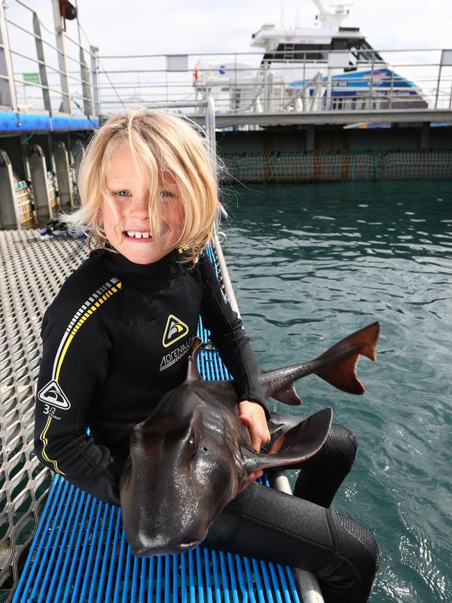 Basket Range Primary Year 3 student Pelle checks out a Port Jackson shark at Victor Harbor. Picture: Tait Schmaal