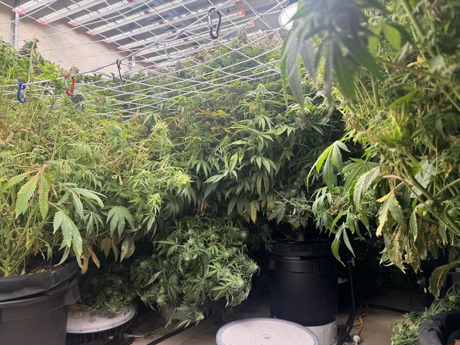 Police seized 66 cannabis plants and 30kg of cannabis leaf from the two properties. (File picture)