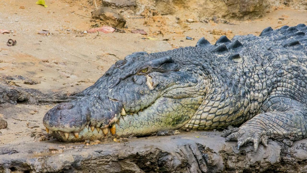 “It was like a five-metre crocodile, colossally huge,” he said of the creature. Picture: Damian Duffy