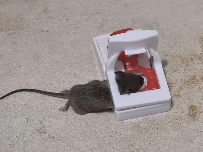 A mouse killed at a residence in Austral in Sydney's south west.