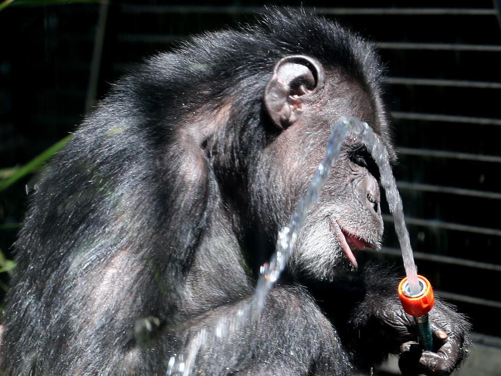 Rockhampton Zoo: Holly the chimpanzee death, baby Gandali left behind