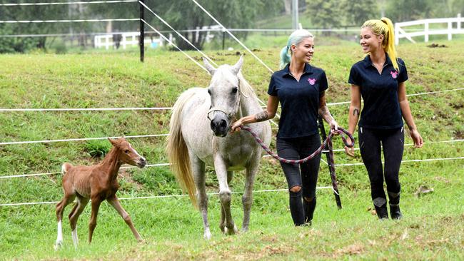 Twins Ellie (left) and Brooke Kelaart with Arabian mare Lola and her three-day old foal Princess. Picture: John Gass