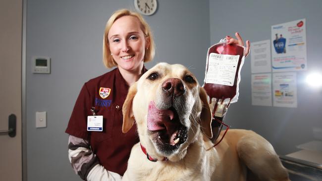 The University of Sydney Veterinary Teaching Hospital Specialist for Small Animal and Internal Medicines Dr Christine Griebsch, with a healthy Labrador. Picture: Dylan Robinson