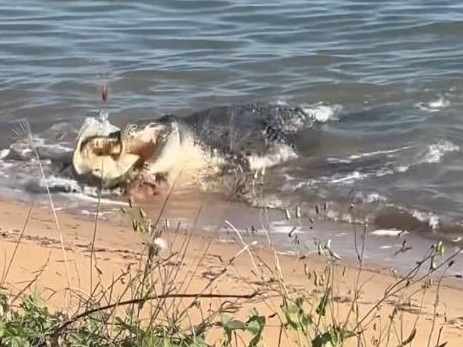 Crocodile captures sea turtle in Cardwell, Far North Queensland.