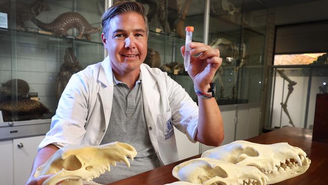 Professor Andrew Pask is launching a project to bring the Tassie Tiger back to life. Involves the surrogate uterus of another animal. Professor Pask holds a skull of a Tasmanian tiger and a test tube containing DNA. Picture: David Caird