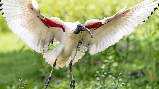 ROCKY IBIS: The Botanic gardens and Yeppen Lagoon are great spots for taking photos of the cheeky ibis. Picture: David Thomson