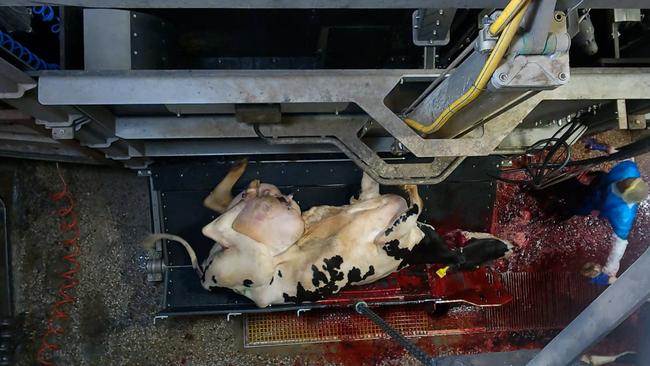 A cow in Ralphs Meat works that has just had its throat cut