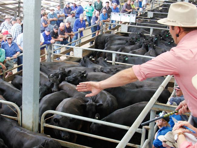 The opening lane of grown Angus heifers sold to $1980 at Wangaratta, February 2021. PICTURE: Jenny Kelly.