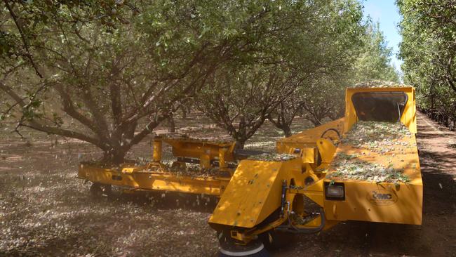 Nuts about nuts: Almond harvest underway at Select Harvests orchard at Robinvale in Victoria.