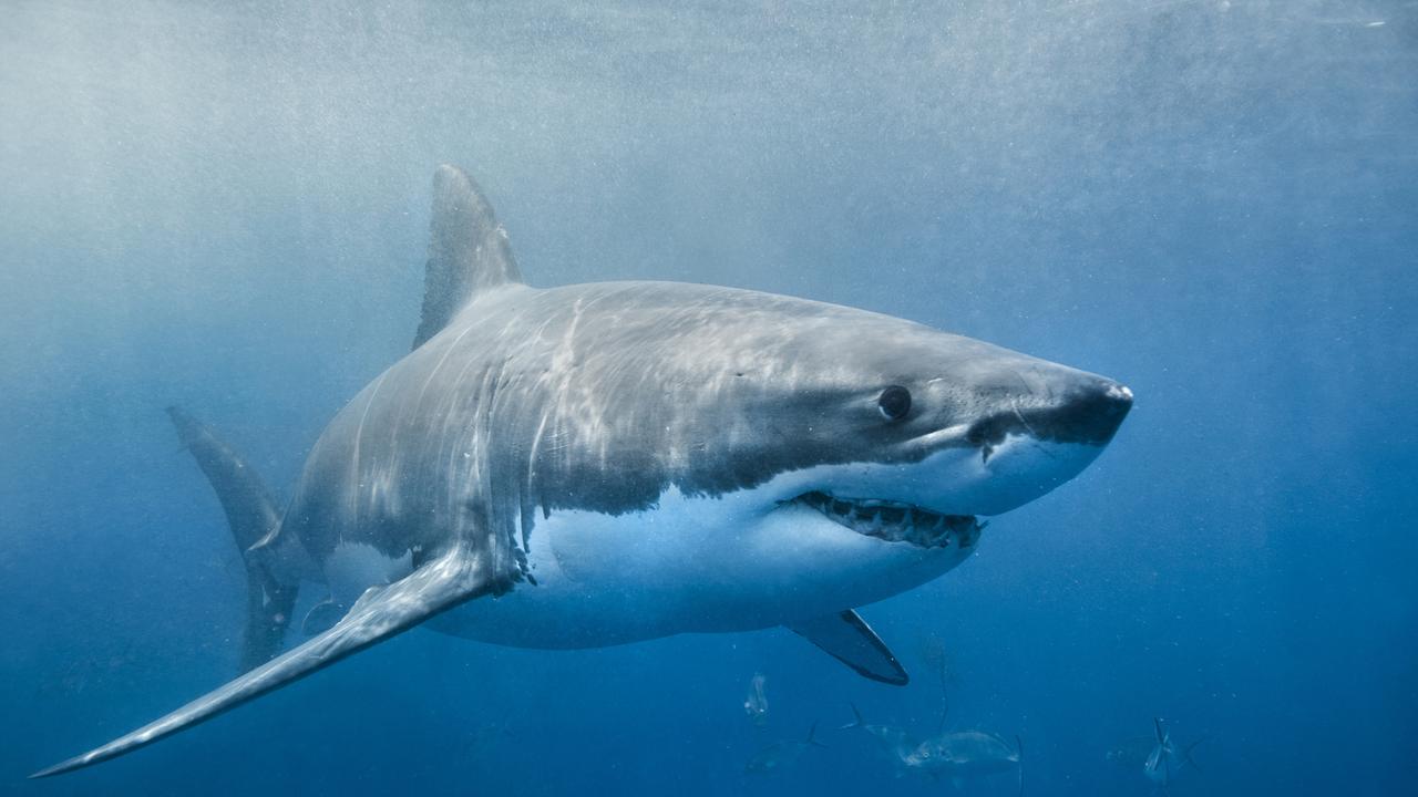 Pregnant great white sharks avoid males during two-year breeding cycle