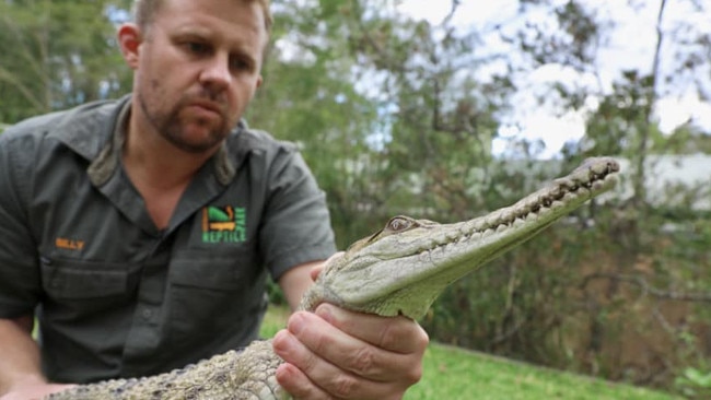 Crocodile expert Billy Collett with a freshwater croc he caught in a backyard. Picture: Facebook