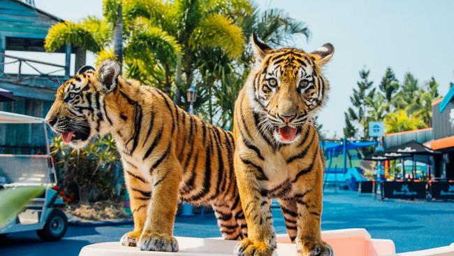 Dreamworld, Gold Coast. Picture: Destination Gold Coast