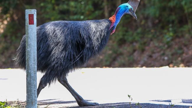 A cassowary crosses El Arish-Mission Beach Rd on the Cassowary Coast. Picture: Peter Carruthers