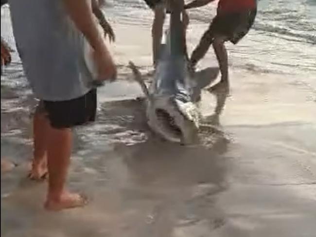 Quinns Rock locals rush to save the predatory fish. Source: Stefan Short