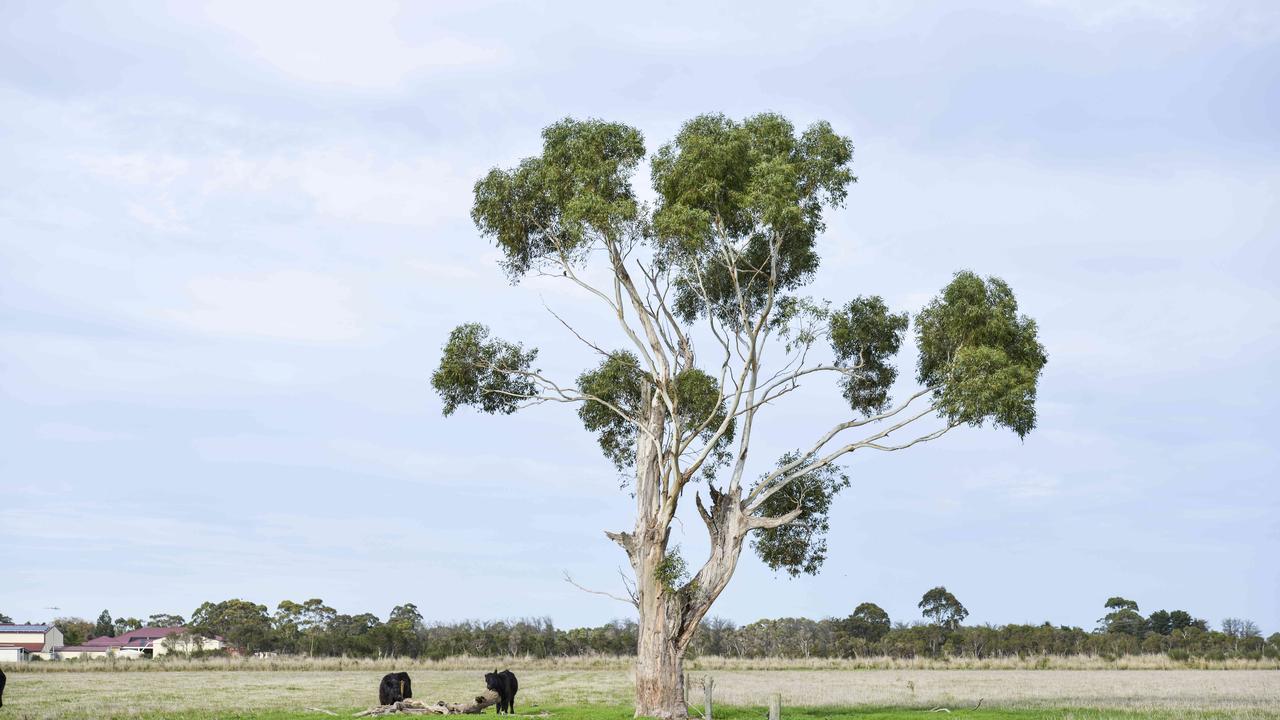 Angus weaners sold in Claire Templeton's Square Mile Meats business, on her family's block at Nar Nar Goon South. Photo: DANNIKA BONSER