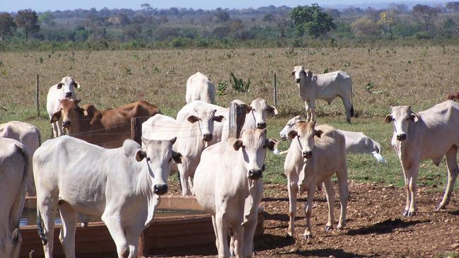 A case of mad cow disease has been confirmed among Brazil’s cattle herd.