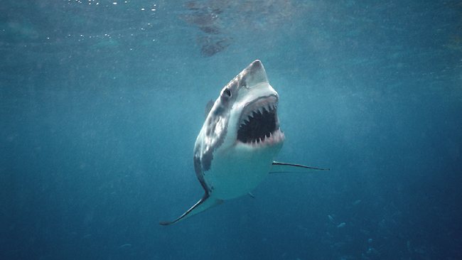 Australian beach holidaymakers more afraid of theft than shark attacks ...