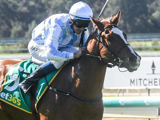 The Symon Wilde-trained McKeever  has a great chance to bounce back to winning form in race seven at The Valley on Friday night. Picture : Racing Photos via Getty Images.