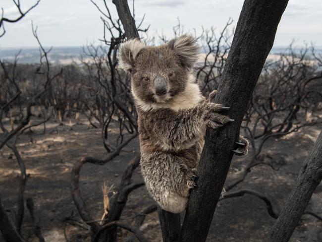 A quarter of our state’s koala habitat has been burnt in the bushfires. Picture: Brad Fleet