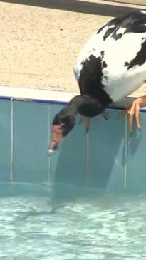 Goose graces Helensvale pool, crashes swimming lessons