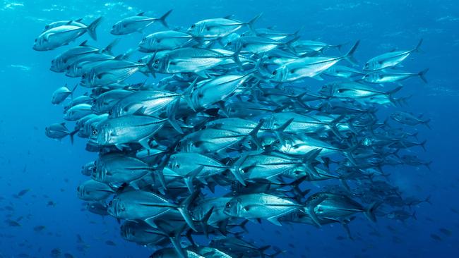 What you find underwater when snorkeling in Raja Ampat in Indonesia's West Papua province.