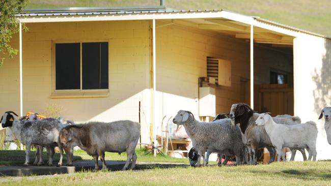 The group wants the Kuitpo colony property to have a herbal medicine garden, meditation space and bunker.