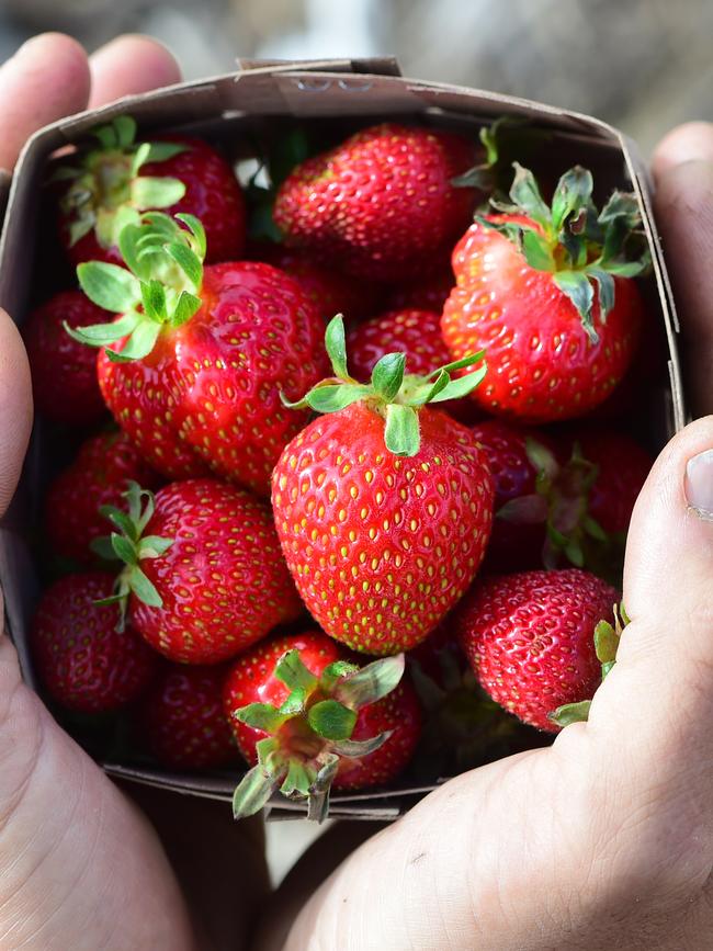 Berries are a good source of vitamin C. Picture: Zoe Phillips