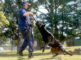 Police dog Ken with his handler Senior Constable Dave Kotek. Ken helped apprehend a man wanted by police. Picture: Cathy Adams