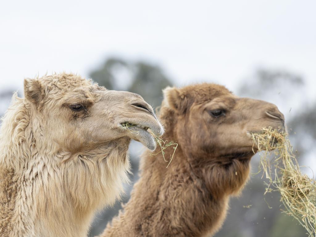 Saffron is part of a three-camel herd at Werribee Open Range Zoo. Picture: supplied