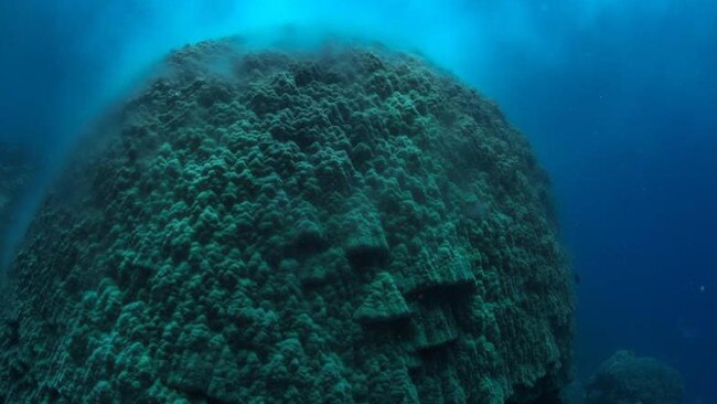 Visitors from around the world travel to witness coral spawnings at Norman Reef. Pictured here is a large brain coral located at Norman Reef, located northeast of Cairns.