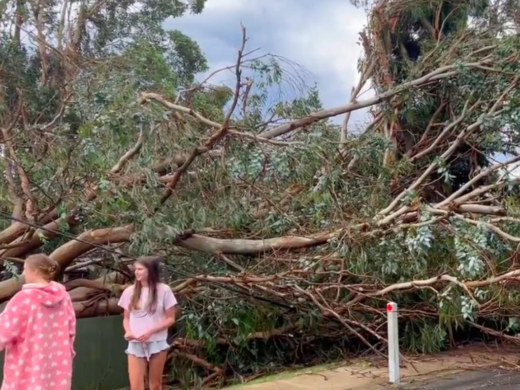 Trees down at Collaroy , Sydney, after a storm blew through, 19th December, 2021. Picture: Twitter