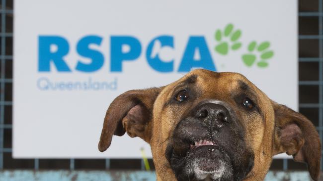 'Holly' the Rhodesian ridgeback x great dane waits to be adopted. RSPCA Big Adopt Out day, Brisbane Showgrounds. Saturday September 14, 2019. (AAP Image/Renae Droop)