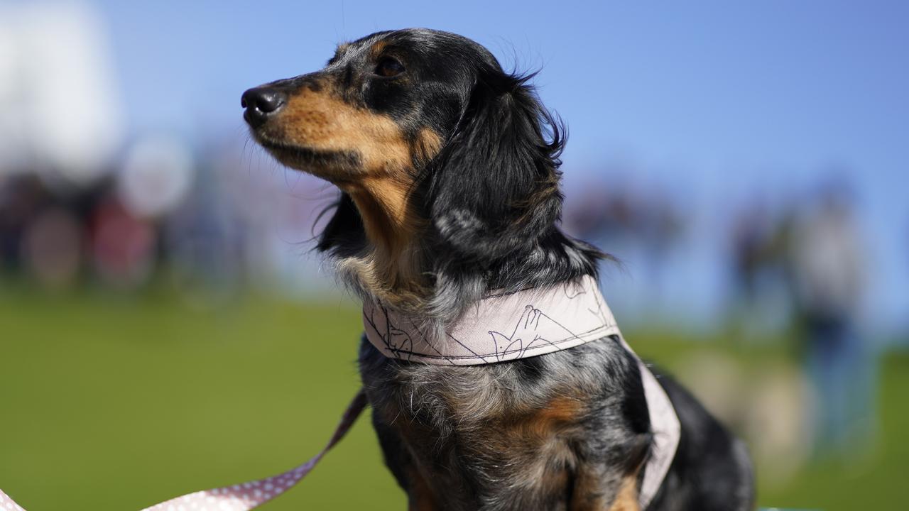 Dachshund owners in and around Melbourne have broken the Guinness World Record for the Largest Dog Walk by a single breed. Picture: NCA NewsWire / Valeriu Campan