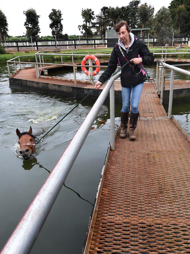 A swim in the purpose-built horse pool. Photo: Tony Gough/NewsCorp