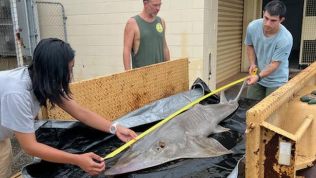 A rarely seen marine species, the Bottlenose Wedgefish (Rhynchobatus australiae), was recently discovered stranded on Casuarina Beach at Casuarina Coastal Reserve. Picture: Supplied.