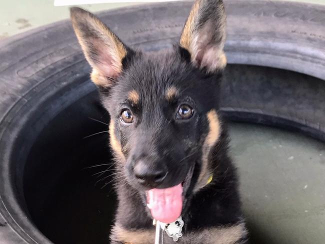 Police dog Etta will be Qld's first tech dog