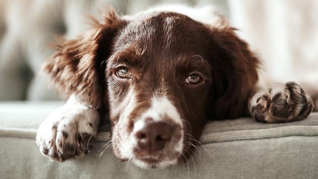 Shot of an adorable dog looking bored while lying on the couch at home