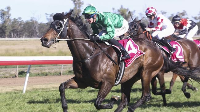 Turgenev returns for another shot at the Gilgandra Cup. Picture: Bradley Photos