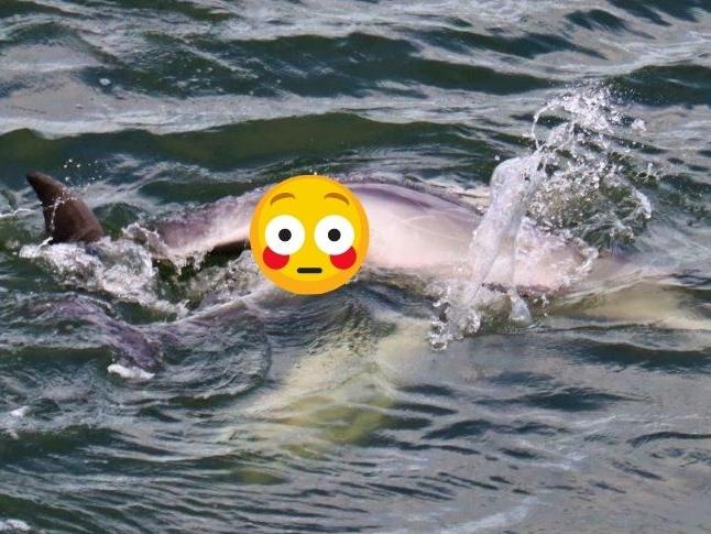 Censored version of dolphin mating images