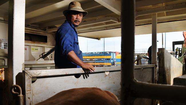 A stockman overseas the welfare of healthy cattle being prepared for live export. Picture: Keri Megelus