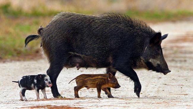 Generic image of feral pigs on Australian property. Picture: Supplied