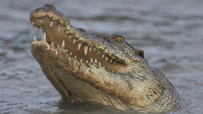 Crocodile attacks woman at Thornton Beach, Daintree | news.com.au ...